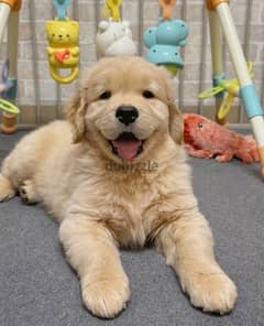 Golden retriever puppy