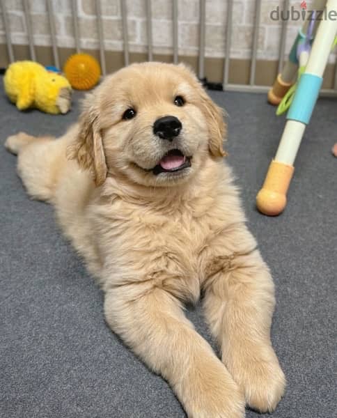 Golden retriever puppy 1