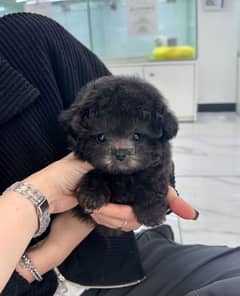 Mini purebred PooDle for sale