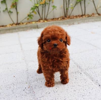 Playful Mini PooDle puppy