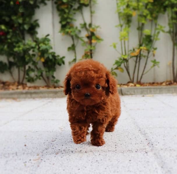 Playful Mini PooDle puppy 1