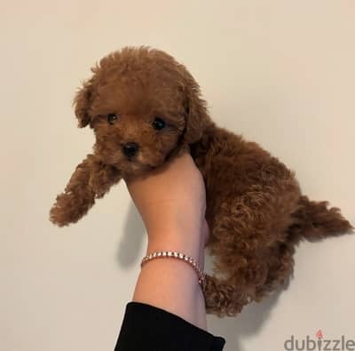 Trained PooDle puppy for sale