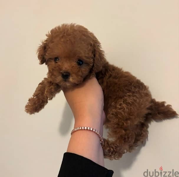 Trained PooDle puppy for sale 0