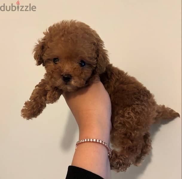 Trained PooDle puppy for sale 1