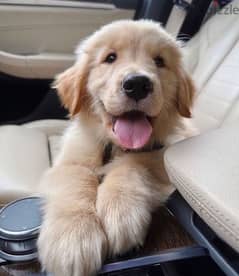 Golden retriever puppy 0