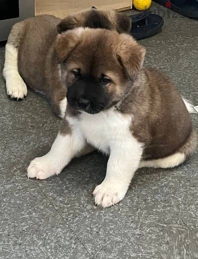 Whatsapp Me (+966 58392 1348) Akita Puppies 1