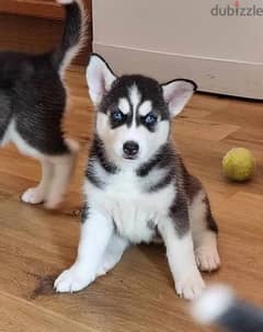 Whatsapp Me (+966 58899 3320) Siberian Husky Puppies 0