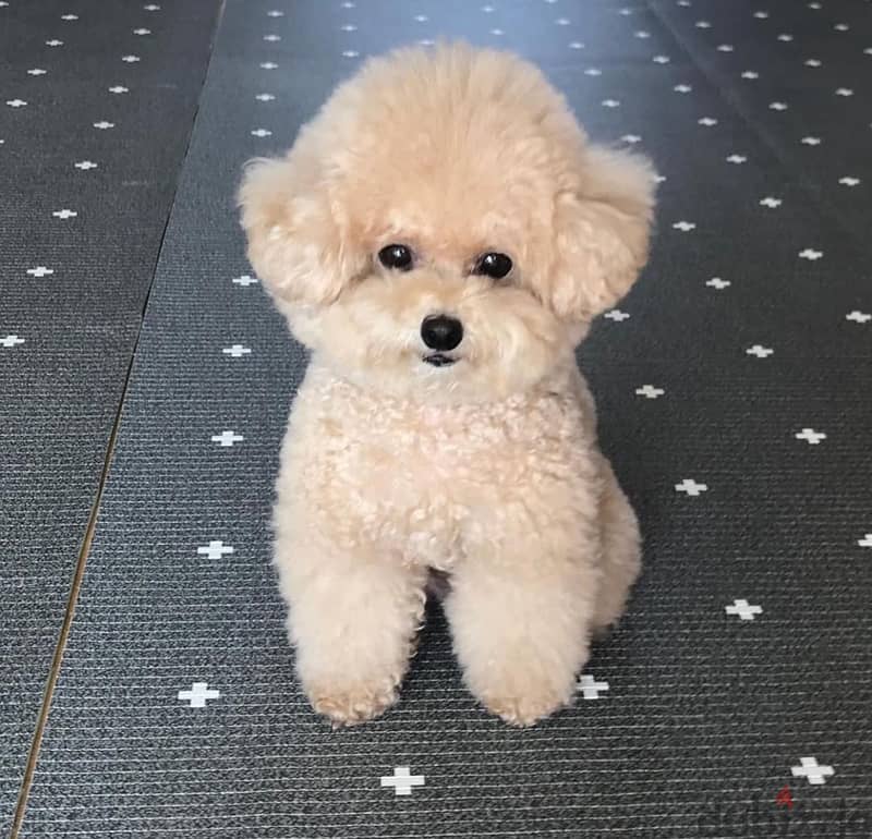 Poodle Puppy 1