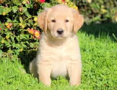 WhatsApp us +4917629216066 Golden retriever puppies