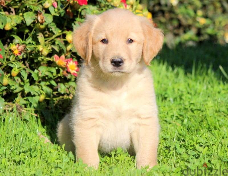 WhatsApp us +4917629216066 Golden retriever puppies 0