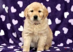 Cute Golden retriever puppy for sale WhatsApp +4917629216066