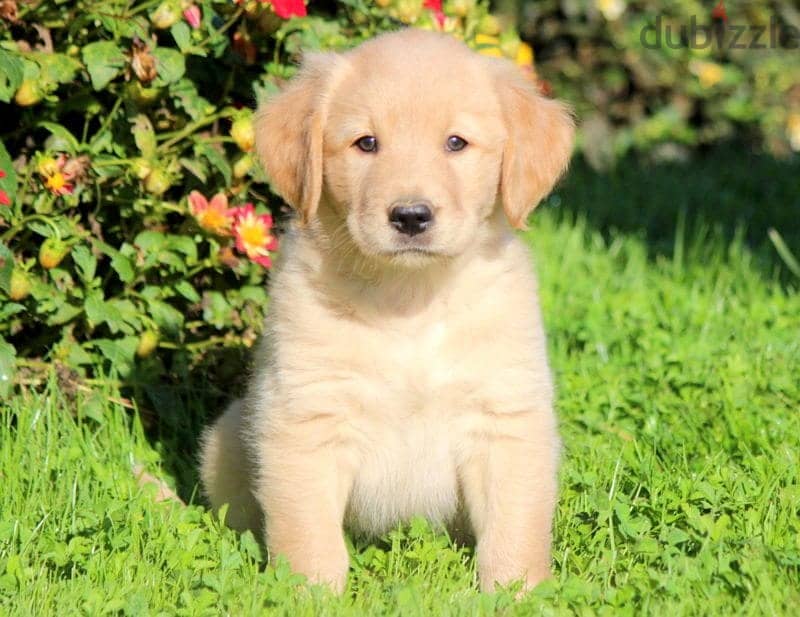 Cute Golden retriever puppy for sale WhatsApp +4917629216066 1