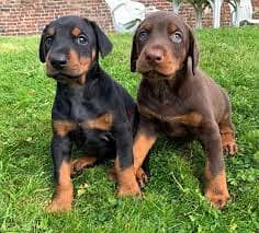 Dobermann puppies//Whatsapp +971502618837 0