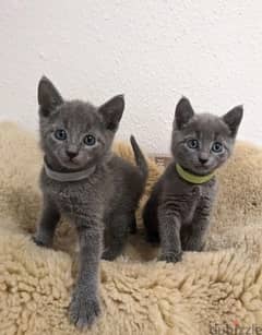 Whatsapp Me (+966 58899 3320) Russian Blue Cats 0