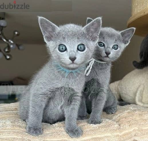 Whatsapp Me (+966 58899 3320) Russian Blue Cats 1