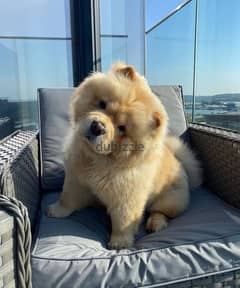 chow chow puppy available