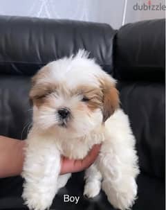 Whatsapp Me (+966 58899 3320) Shih Tzu Puppies 0