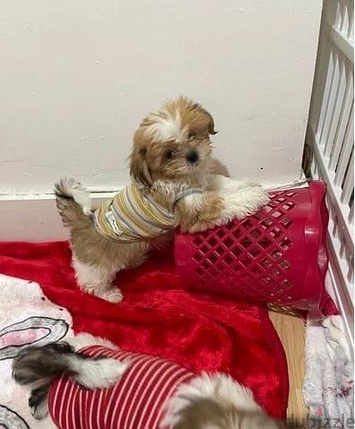 Whatsapp Me (+966 58899 3320) Shih Tzu Puppies 1