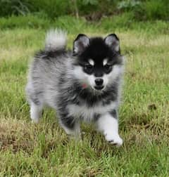 Whatsapp Me (+966 58392 1348) Pomsky Puppies 0