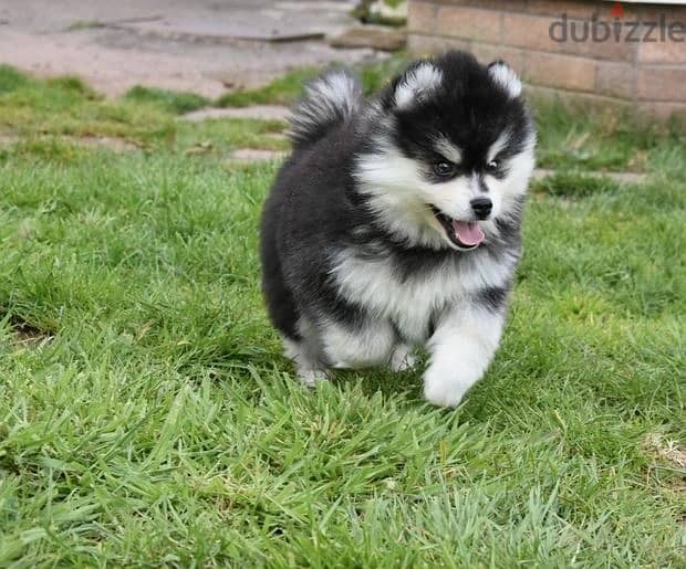 Whatsapp Me (+966 58392 1348) Pomsky Puppies 1