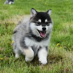 Whatsapp Me (+966 58392 1348) Pomsky Puppies