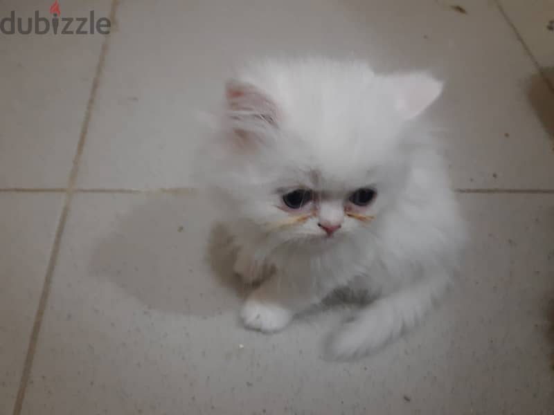 Persian kittens for sale 0