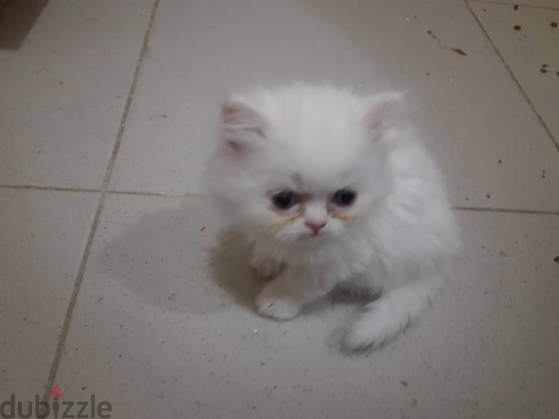 Persian kittens for sale 1