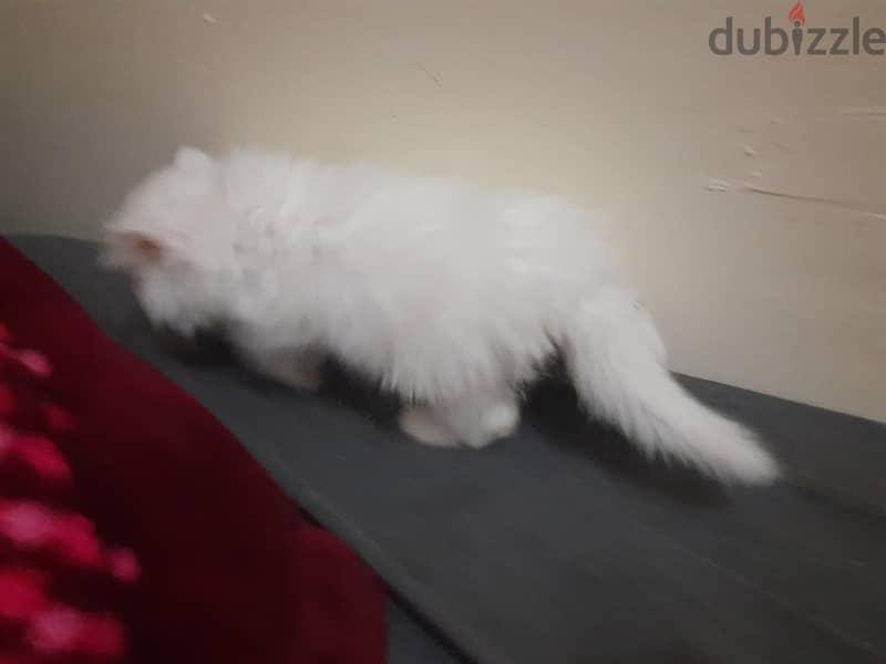 Persian kittens for sale 2