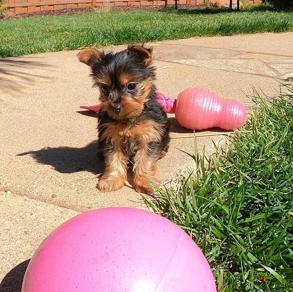 Whatsapp Me (+972 55507 4990) Yorkshire Terrier 1