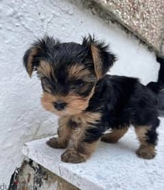 Whatsapp Me (+972 55507 4990) Yorkshire Terrier 0