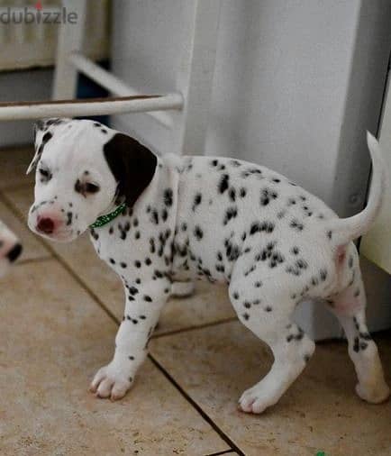 Whatsapp Me (+966 58392 1348) Dalmatian Puppies 0