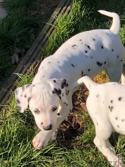 Whatsapp Me (+966 58392 1348) Dalmatian Puppies 1