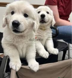 Whatsapp Me (+972 55507 4990) Golden Retriever Puppies