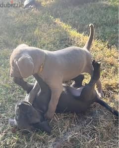 Whatsapp Me (+966 58392 1348) Weimaraner Puppies 0