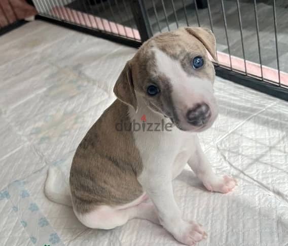 Whatsapp Me (+966 58899 3320) Whippet Puppies 1