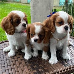 3 Cavalier King Charles Spaniel Pupies for Sale.