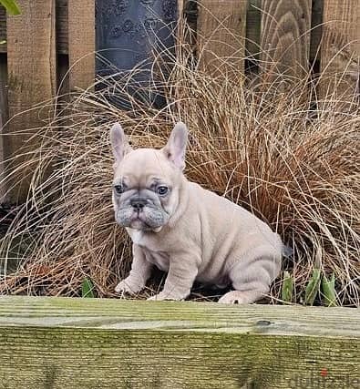 Whatsapp Me (+972 55507 4990) French Bulldog Puppies 1