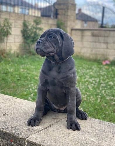 Whatsapp Me (+966 58899 3320) Cane Corso Puppies 0