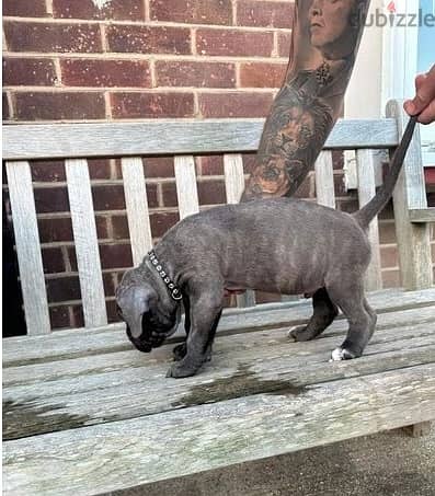 Whatsapp Me (+966 58899 3320) Cane Corso Puppies 1