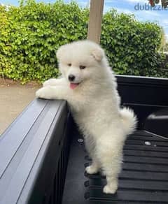 Whatsapp Me (+972 55507 4990) Samoyed Puppies