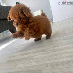 playfull Poodle puppies