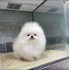 Mini Trained PoMeranian for sale