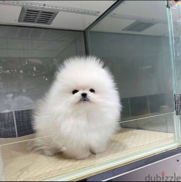 Mini Trained PoMeranian for sale 0