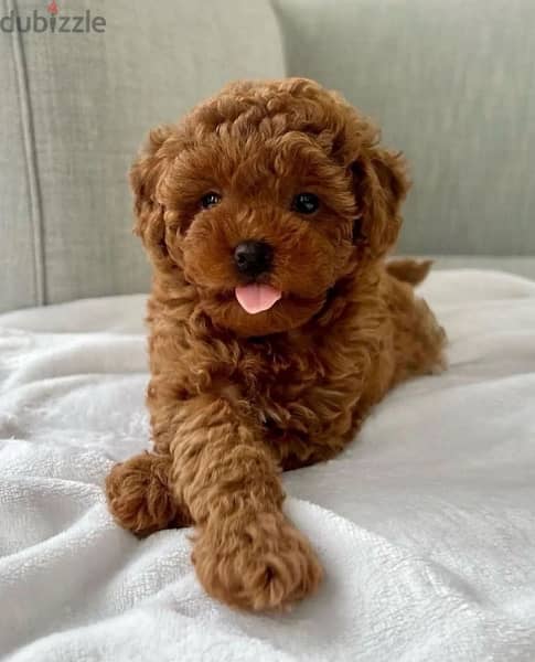 Purebred  PooDle for sale WHATSAPP :‪ +1 (909)315‑3853‬ 0