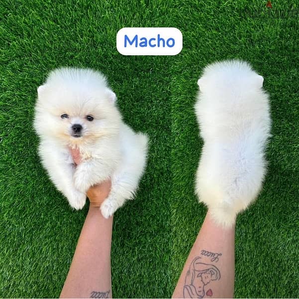 Male PoMeranian for sale 0