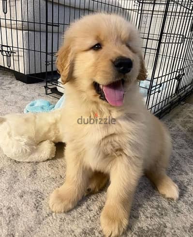 Golden retriever for sale