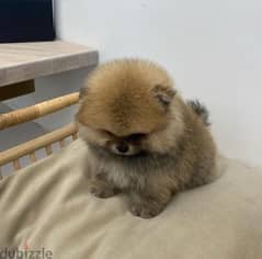 Mini PoMeranian for sale