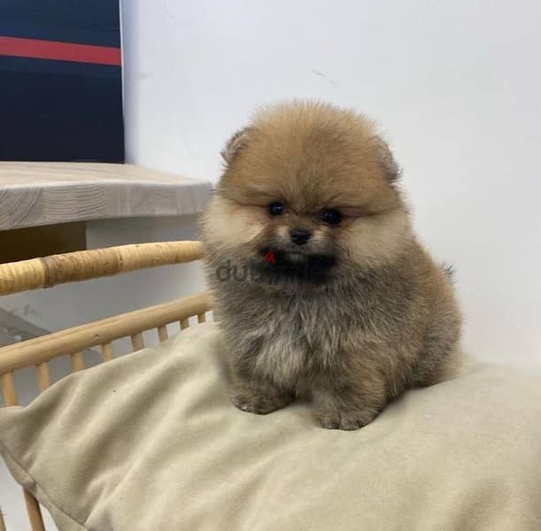 Mini PoMeranian for sale 2