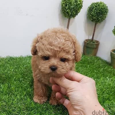 Mini Male PooDle for sale