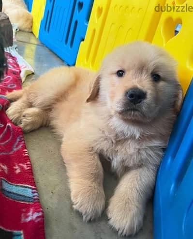 Golden retriever for sale